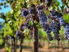 Цена на крымский виноград пугает виноделов