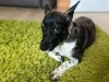Домодедово обыскивают из-за недолетевшей в Крым собаки