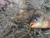 В Крыму вводят ограничения на рыбалку