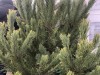 Живые елки в Крыму обойдутся от 500 рублей за метр