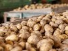 В Крыму признали дороговизну местных овощей