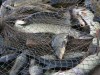 Крымские рыбаки несут огромные убытки из-за закрытого моря