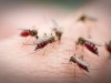 На севере Крыма заметили нашествие комаров