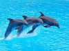 В Севастополе не надеются поймать выброшенных в бухту дельфинов