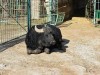 В зооуголке Симферополя запретили посетителям кормить животных