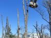 Жуткую обрезку деревьев в Симферополе признали официально