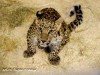 В зооуголок Симферополя привезли леопарда (фото)