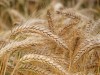 Крымским фермерам разрешат продавать пшеницу без пошлин