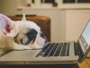 Крымчане оказались наименее устающими на работе