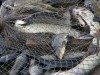 Рыболовные суда в Крыму доходят до предельного возраста