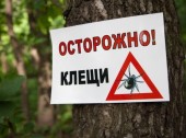 описание из заголовка