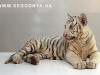 Директор ялтинского зоопарка не против появления в пару к Тигрюле тигра Вити от Януковича