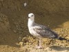 Массовая гибель птиц в Азовском море
