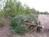 В Крыму обнародовали цены на елки