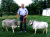 В крымском зоопарке появятся новые уникальные зверушки – карликовые коровы зебу