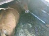 Стали известны подробности спасения теленка из канализации в Крыму