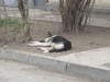В Симферополе могут вообще перестать отлавливать бродячих собак