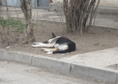 С наступлением тепла собак на улицах Симферополя стало больше