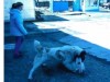 Собачьи бои в Симферополе попали в интернет