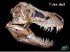 В Китае нашли останки неизвестного динозавра