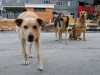 В Симферополе может появиться еще один приют для бродячих собак
