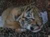 В ялтинском зоопарке "Сказка" родился тигренок