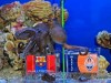 Болельщики "Шахтера" хотят зажарить осьминога Павлика из Крыма