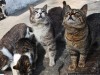 В Севастополе моряки создали кошачью колонию
