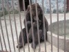 В Детском парке Симферополя медведица показала своего трехмесячного медвежонка