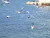 В Крыму на купающихся нападают чайки