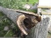 В Симферополе на снос аварийных деревьев по улице Горького потратят 90 тысяч гривен