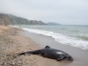 В Коктебеле нашли мертвого дельфина