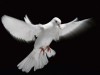 В Крыму устроят салют из голубей