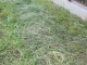 Скошенная трава  - редкость в Симферополе