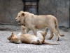 Власти Крыма решили помочь директору ялтинского зоопарка "Сказка" и сафари-парка в Белогорске