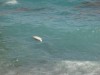 На пляже в Крыму снова нашли мертвого дельфина