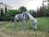 В Крыму милиция арестовывает лошадей и зебр