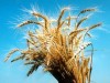 В Крыму будут судить за засев поля пшеницей