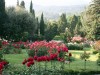 В Крыму в Никитском ботаническом саду зацвели розы