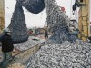 В Крыму браконьеры выловили в Азовском море 235 тонн бычка
