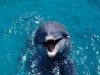 В Крыму спасли трех дельфинов