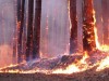 В Крыму туристы с шашлыком едва не спалили лес