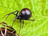 В Крыму ядовитый паук каракурт напал на женщину