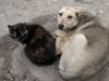 В Крыму думают регистрировать домашних животных