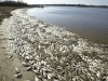 В Крыму на побережье обнаружили тонны погибшей рыбы