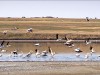 В Феодосию прилетели розовые пеликаны