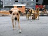 За неделю на улицах Симферополя скопились десятки трупов животных