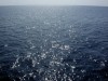 В Крыму под носом у отдыхающих нашли останки катера
