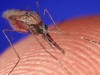 В Крыму от укусов комаров у людей растут черви