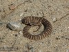 В Крыму змея на пляже распугала отдыхающих